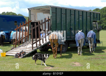 Polo-Ponys in Pferdedecken gefesselt durch He Pferd van vor dem Treffen mit Hund Stockfoto