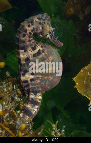 Braune australische Pot Bellied Seepferdchen Hippocampus Abdominalis Tasmanien Australien Stockfoto