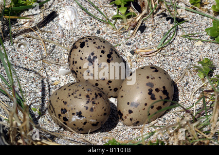 Drei Silbermöwe Eiern liegen auf einem sandigen Strand Isle of Iona Stockfoto