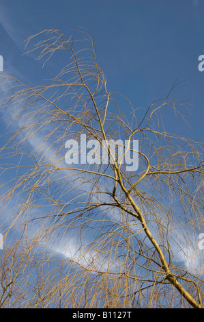 Trauerweide Äste gegen den blauen Himmel und Wolken Stockfoto