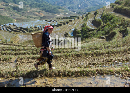 Red Dzao Mädchen Korb im Reisfeld Ta Phin in der Nähe von Sapa Nordvietnam Stockfoto