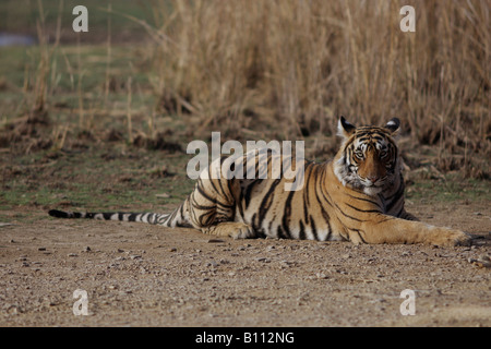 Royal Look, Bengal-Tiger (Panthera Tigris) Stockfoto