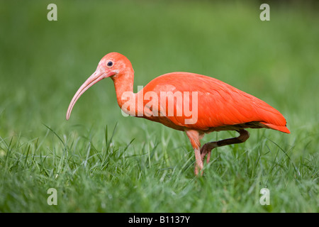 Scarlet Ibis - Eudocimus ruber Stockfoto