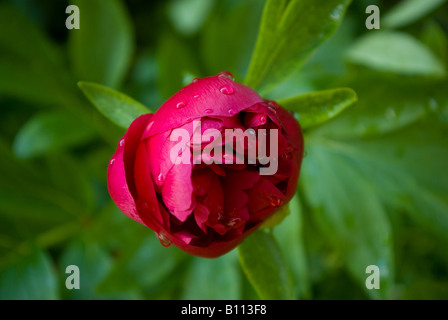 Rote Pfingstrose mit Regentropfen Stockfoto