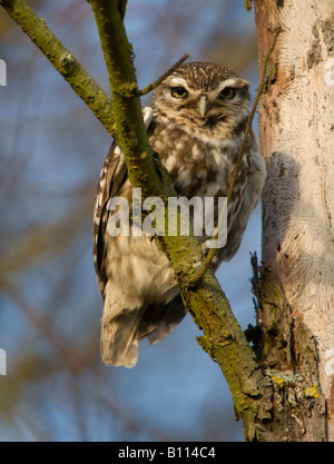 Steinkauz Athene Noctua thront in einem toten Baum Stockfoto