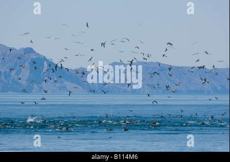 Tölpel und andere Seevögel in der Fütterung strömen mit Delfinen, Sea of Cortez, Baja California, Mexiko Stockfoto