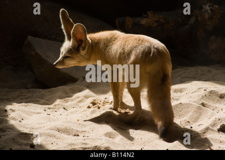 Fennec Fuchs oder Wüste Fuchs Vulpes Zerda in fünf Schwestern Zoo in der Nähe von Livingstone Schottland Stockfoto