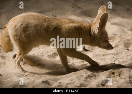 Fennec Fuchs oder Wüstenfuchs Vuples Zerda in fünf Schwestern Zoo in der Nähe von Livingstone Schottland Stockfoto