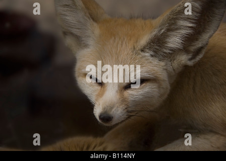 Fennec Fuchs oder Wüstenfuchs Vuples Zerda in fünf Schwestern Zoo in der Nähe von Livingstone Schottland Stockfoto