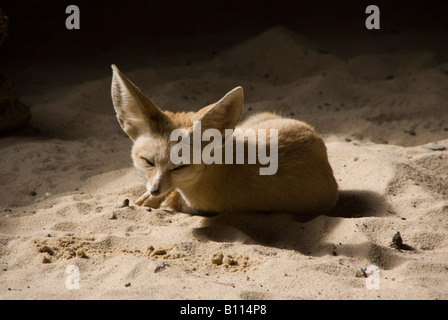 Fennec Fuchs oder Wüstenfuchs Vuples Zerda in fünf Schwestern Zoo in der Nähe von Livingstone Schottland Stockfoto