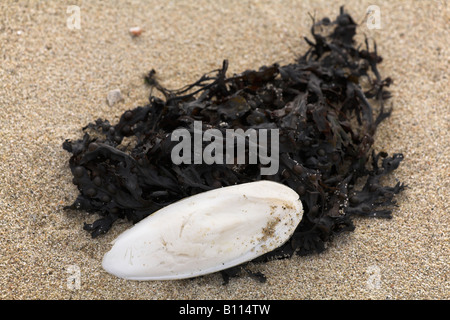 Bleibt der Tintenfisch auf rosa Sand von Isles of Scilly Tresco mit Blase Wrack Algen UK Stockfoto