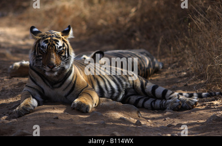 Ruhenden Bengal Tiger (Panthera Tigris) Stockfoto