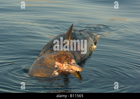 Pottwal (Physeter Macrocephalus) tot in Oberfläche, Sea of Cortez, Baja California, Mexiko Stockfoto