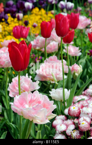 Tulpen und Blumen in den Gärten in den Gärten der Königin Mary im Regents Park in London, England. Stockfoto