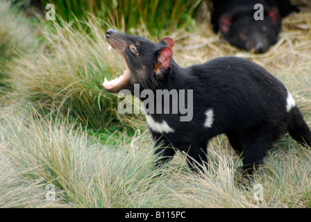 Beutelteufel Sarcophilus Harrisii Tasmanien Stockfoto