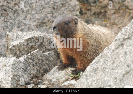 Stock Foto von einem Bauche Murmeltier sitzt zwischen Felsen, Yellowstone-Nationalpark. Stockfoto