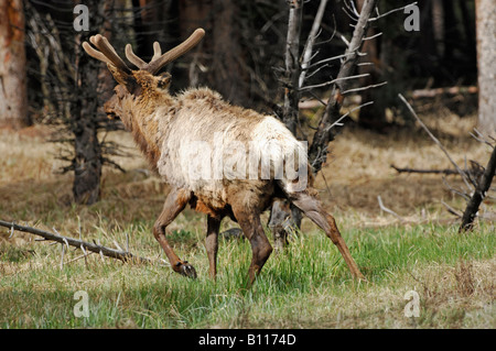 Stock Foto von einem Stier Elch zu Fuß in den Wald, Yellowstone-Nationalpark. Stockfoto