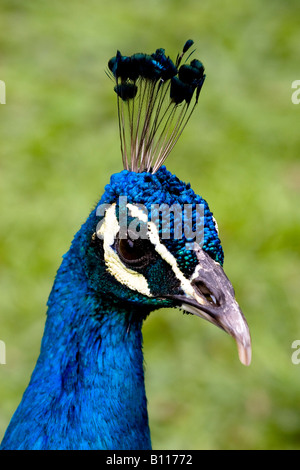 Pfau-Kopf und Hals Stockfoto