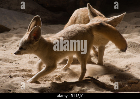 Fennec Fuchs oder Wüste Fuchs Vulpes Zerda in fünf Schwestern Zoo in der Nähe von Livingstone Schottland Stockfoto