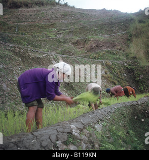 ThePhilippines.BanaueRiceTerraces are2000 Jahre alte Terrassen in den Bergen von Ifugao.They geschnitzt sind the8th Wunder der Welt Stockfoto