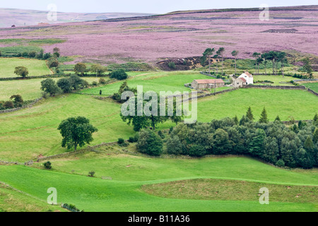 Bauernhof Commondale Moor mit Heidekraut wächst über die Felder. In der Nähe von Castleton in den North York Moors National Park, UK Stockfoto