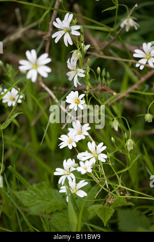 Eine Nahaufnahme der weißen Blumen des Großen Stitchworts (Stellaria holostea), die im Frühling blühen, Sussex, England, Großbritannien Stockfoto