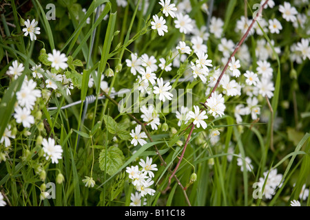 Eine Nahaufnahme der weißen Blumen des Großen Stitchworts (Stellaria holostea), die im Frühling blühen, Sussex, England, Großbritannien Stockfoto