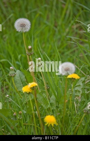 Eine Nahaufnahme von Dandelionen Blumen und Seedheads im Feld im Frühling. Sussex, England, Großbritannien Stockfoto