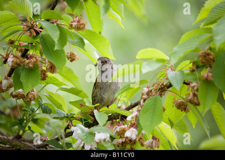 Eine Nahaufnahme eines erwachsenen Dunnocks (Prunella modularis) mit Insekten in seinem Schnabel, der im Frühling auf einem Ast thront. Stockfoto