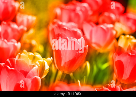 Tulpen Tulipa hybr Stockfoto