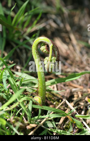 Bracken schießen unfurling Stockfoto