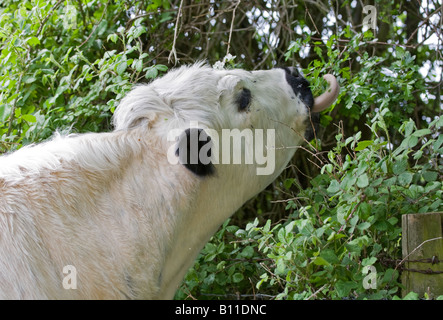 Britische weiße Kuh, die im Frühling Blätter von Hecke isst. Sussex, England, Großbritannien Stockfoto