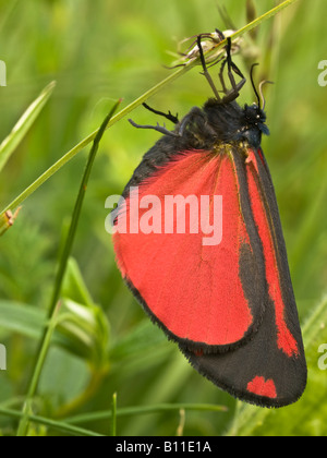 Nahaufnahme von Cinnabar Moth Tyria Jacobaeae Arctiidae Seite zu sehen Stockfoto