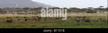 Kaffernbüffel grasen in Shaba Game Reserve, Nord-Kenia. Stockfoto