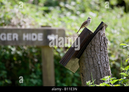 Ein häufiger Whitthroat-Vogel (Sylvia Communis) thront auf einem Informationsschild vor einem Vogelbeobachtungs-Hide im Frühling. Stockfoto