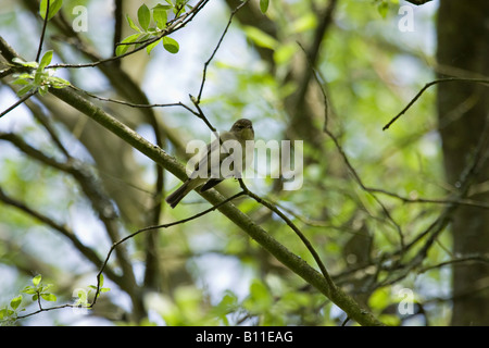 Ein einzelnes Chiffchaffe (Phylloscopus collybita) thront im Frühling auf dem Baumzweig. Sussex, england, Großbritannien Stockfoto