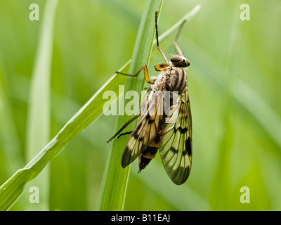 Weibliche Snipe fliegen Rhagio Scolopacea (Rhagionidae) Stockfoto