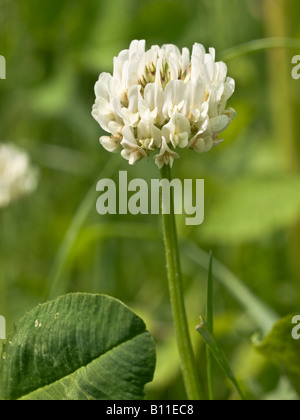Weißklee Trifolium Repens (Fabaceae) und Blatt detail Stockfoto