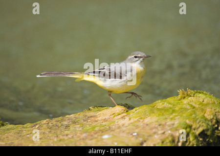 Ein einziger erwachsener, grauer Wagschwanz (Motacilla cinerea) mit einem Bein, das auf Felsen neben Teich erhoben wird Stockfoto