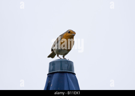 Ein einziger europäischer Robin (Erithacus rubecula) thront im Frühling auf dem Sonnenschirm. Sussex, England, Großbritannien Stockfoto