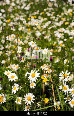 Furnished Bad BaNES England UK wilde Blumen auf einer Wiese Stockfoto