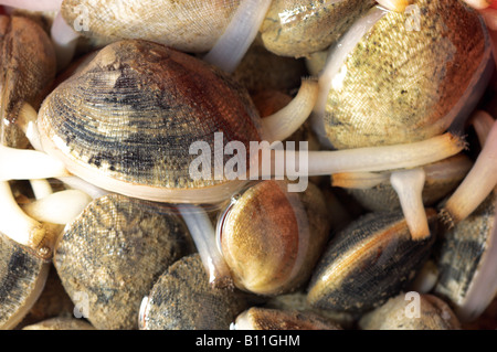 Nahaufnahme von lebenden Muscheln im Meerwasser auf dem Fischmarkt Algarve Portugal Meeresfrüchte Muscheln Marisco zum Kochen des traditionellen Gerichts Cataplana. Fang des Tages Stockfoto