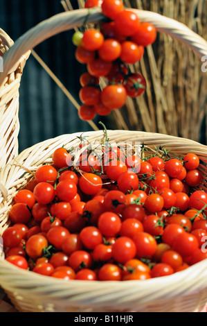 Frische Tomaten in einem Korb Stockfoto