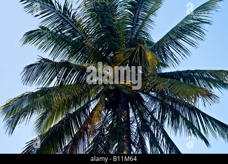 Indien KUMILY KERALA Kokosnuss-Palme mit reife Kokosnüsse wachsen auf einer Gewürzplantage in Südindien Stockfoto