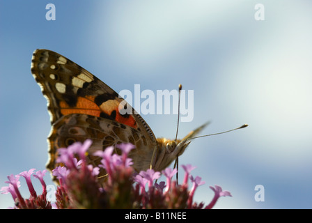 Distelfalter Schmetterling (Vanessa Cardui) Nectaring auf Verbena Bonariensis Blume Stockfoto