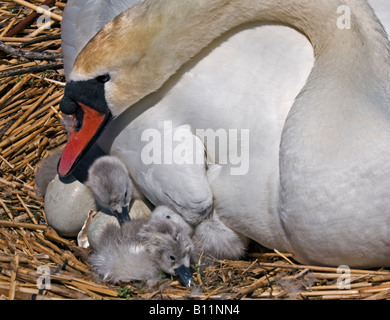 Höckerschwan (Cygnus Olor) und neu geschlüpften Cygnets im Nest Stockfoto