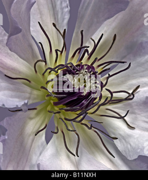 Clematis Claire de Lune Stockfoto