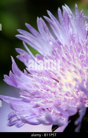 Closeup von Stokes Aster (Stokesia Laevis) Blume Stockfoto