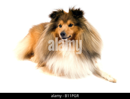 süße Shetland Sheepdog Sheltie auf weißem Hintergrund Stockfoto