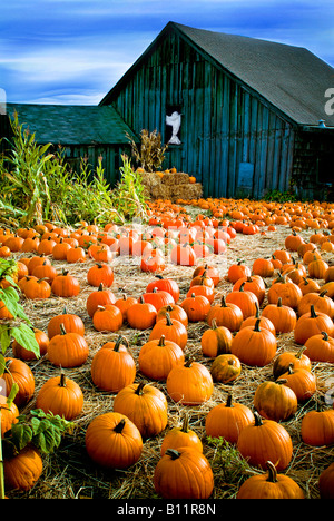 Farbe weiß Bild Geist stehen im Stall Scheune holländischen Tür orange Kürbisse und Ballen Stroh und Mais Spaß Helloween Halloween Stockfoto